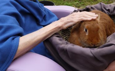 Ferme Itinérante Lapin