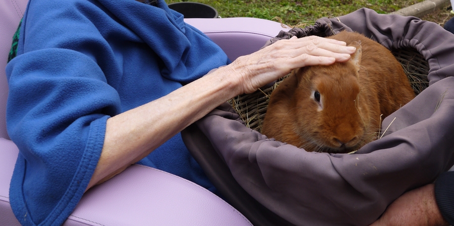 Ferme Itinérante Lapin